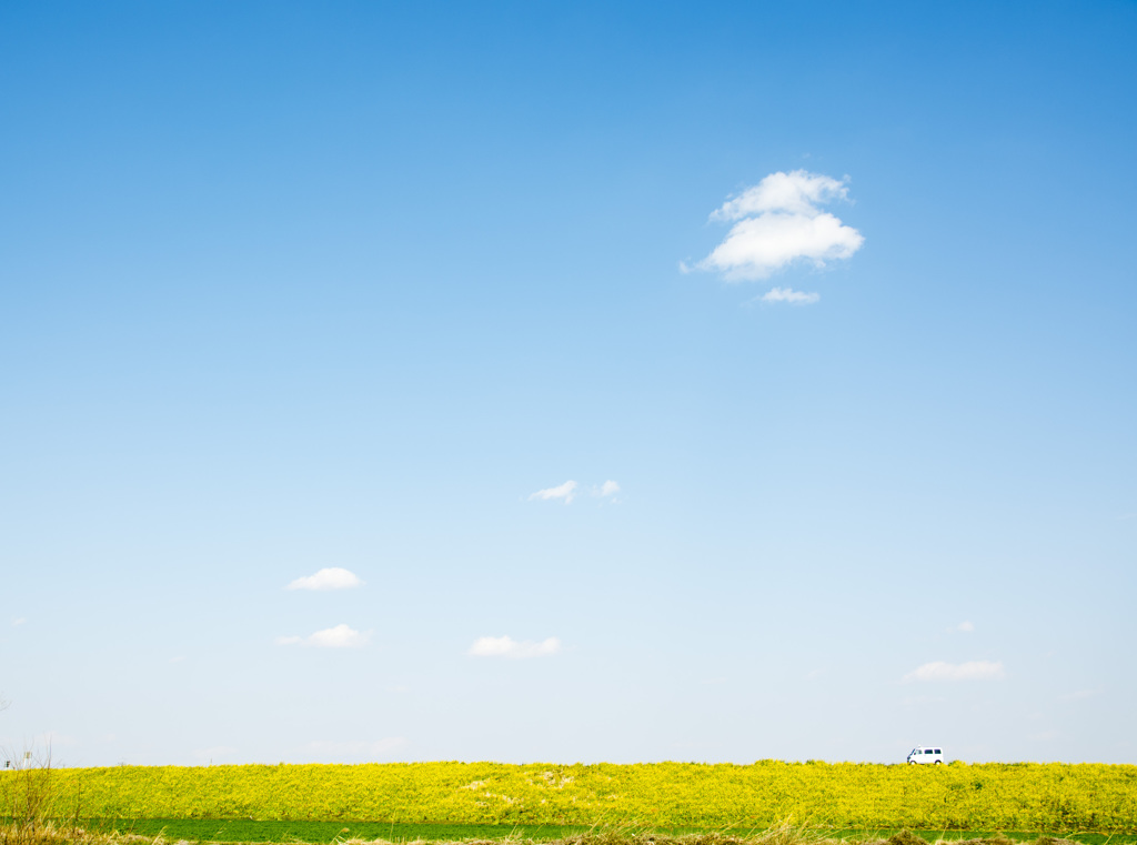 菜の花畑と青い空