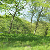 Among the green