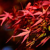 be dyed red