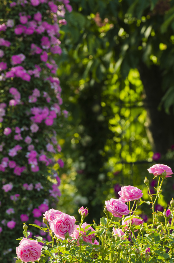 薔薇の公園