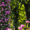 薔薇の公園