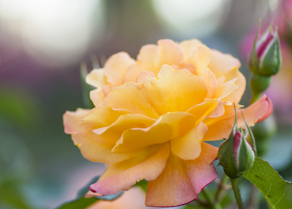 アンネの薔薇
