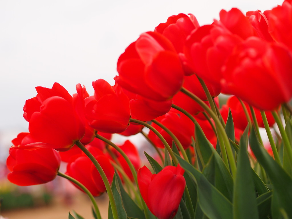 deep red