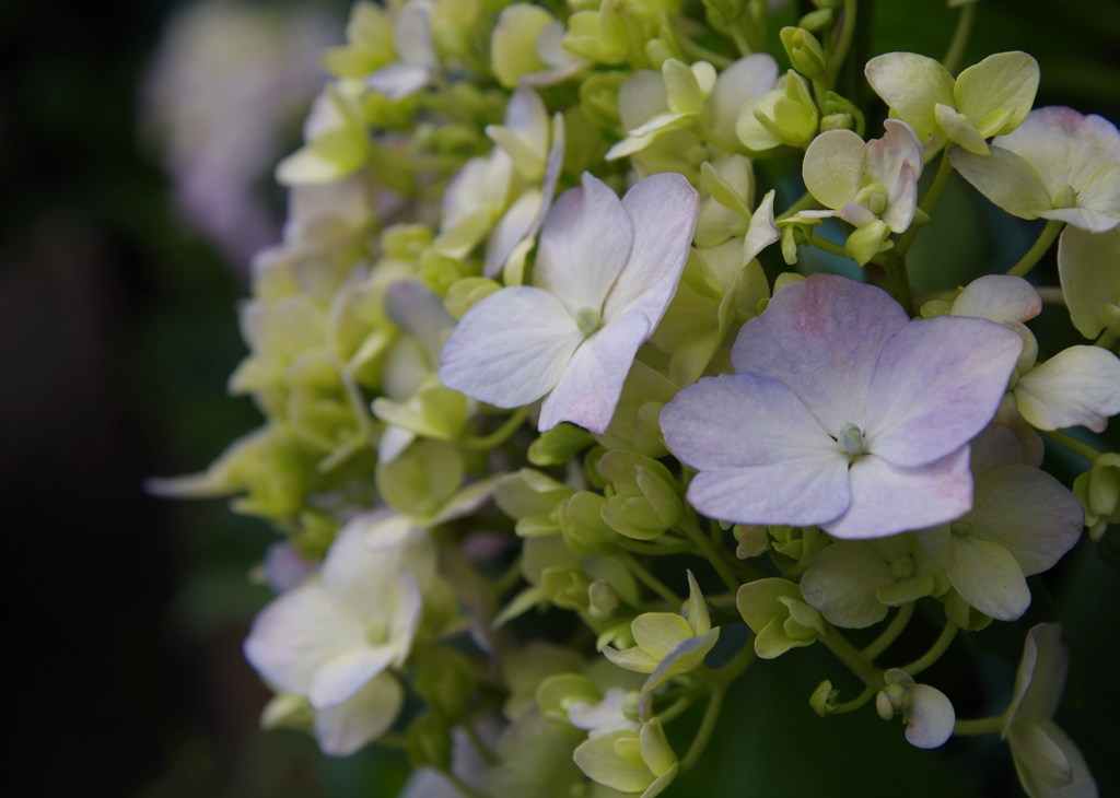 紫陽花