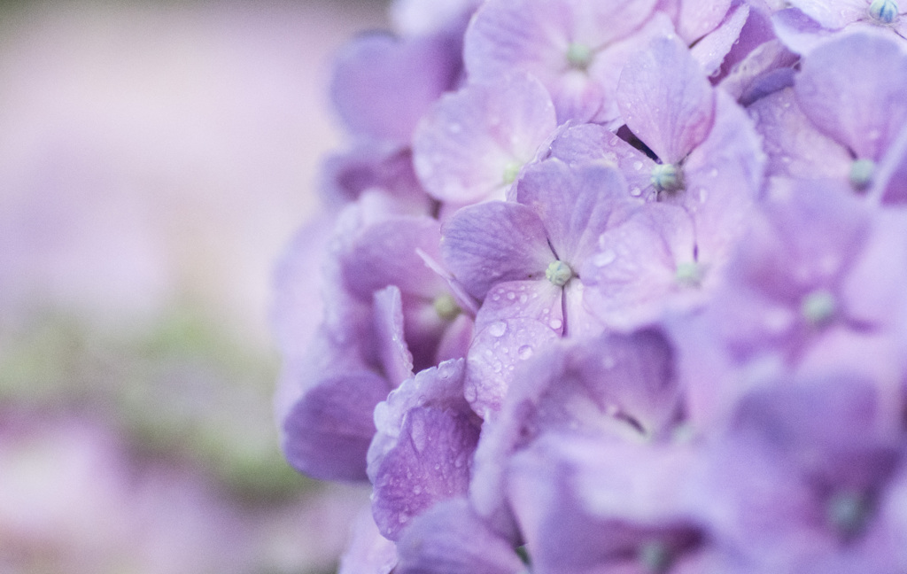 紫陽花