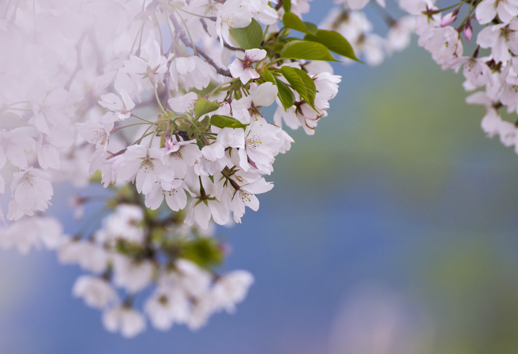 桜