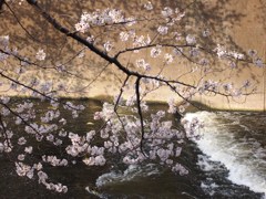 桜と神田川
