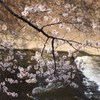 桜と神田川