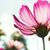 すきとおる秋桜