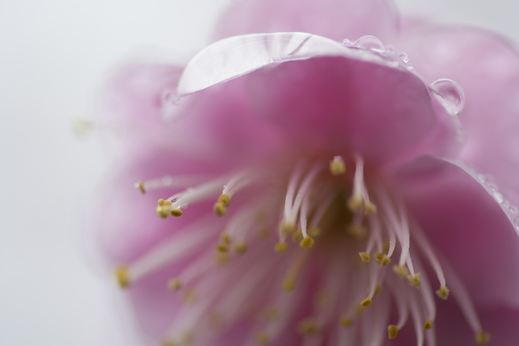 supring rain