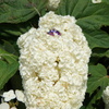紫陽花の中もふもふ