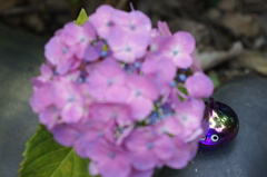 紫陽花の下