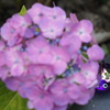 紫陽花の下