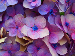 Small blue 