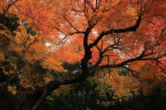 名もなき紅葉