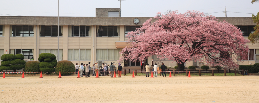 数年越しの桜