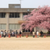 数年越しの桜