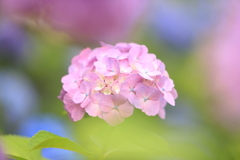 ふわとろな紫陽花