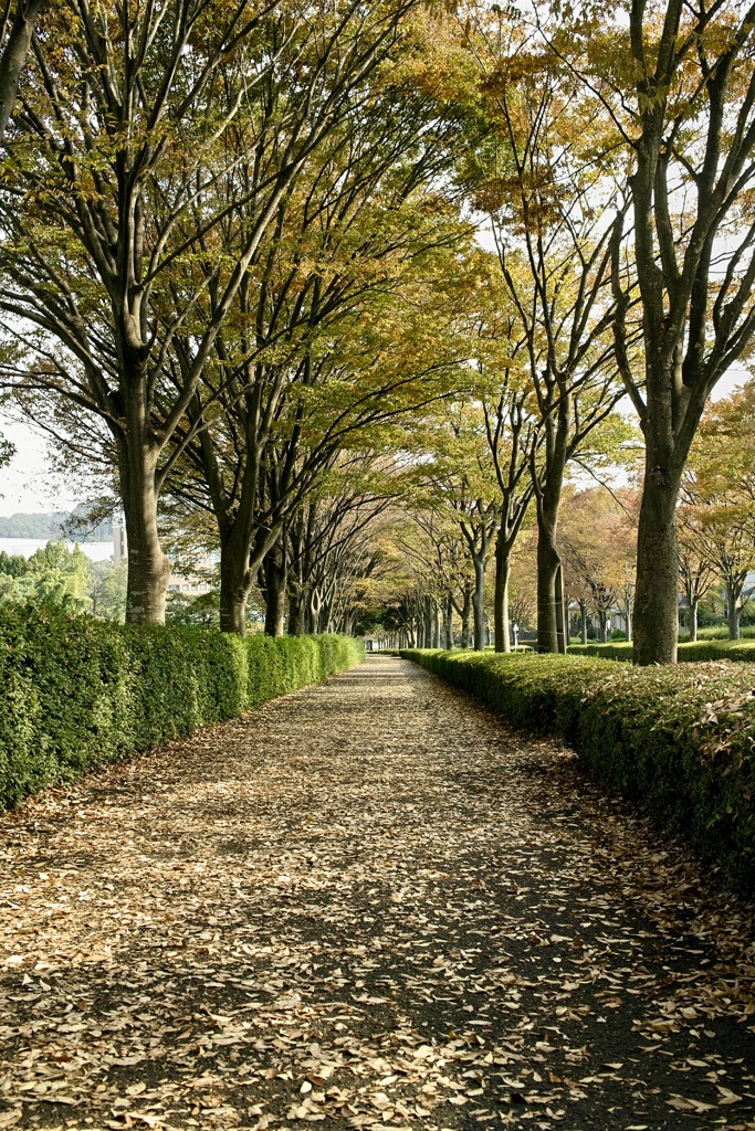 あつぎつつじの丘公園前