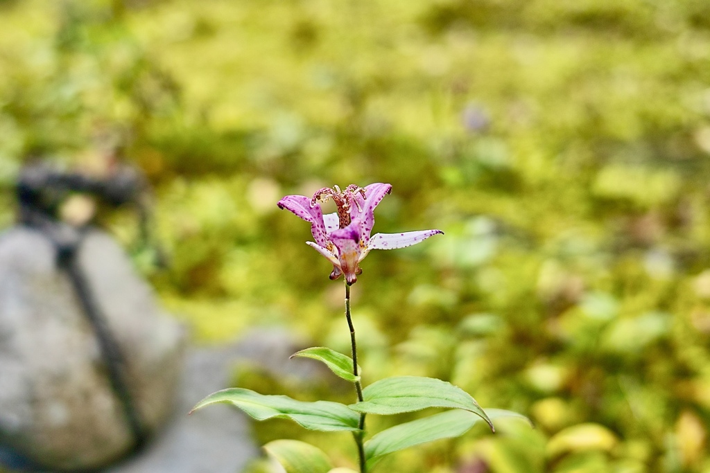 神社の花