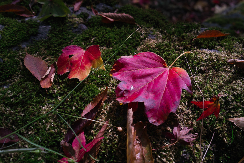 箱根紅葉2