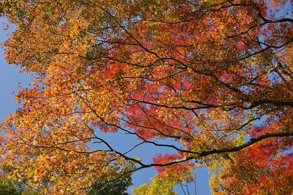 箱根紅葉3