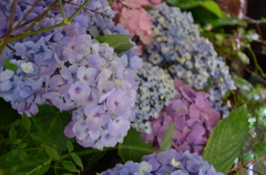 紫陽花
