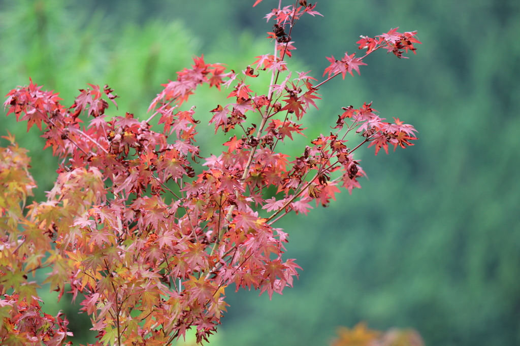 蓮ダムの津本公園です。