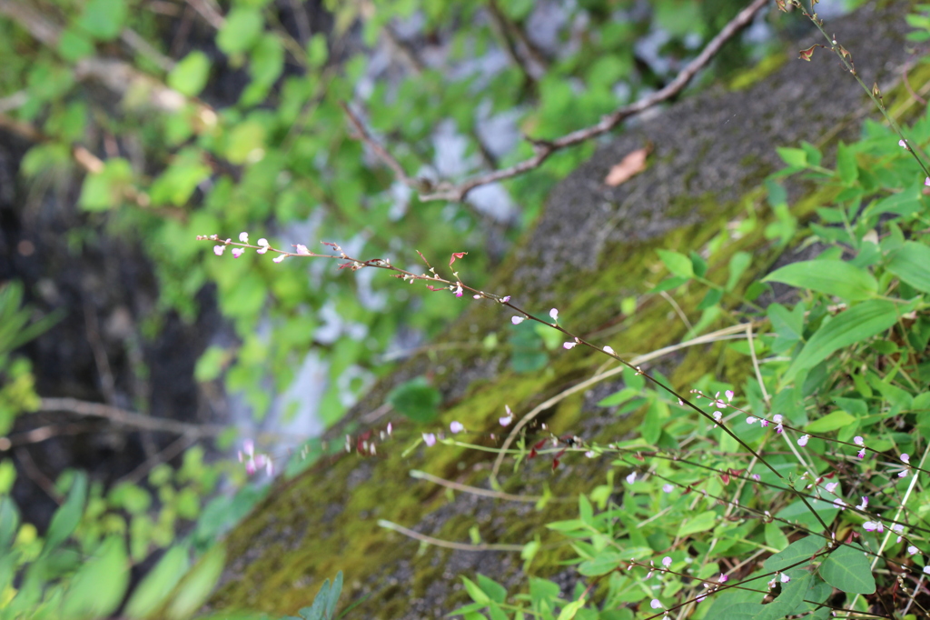 蓮ダムの山野草ー1