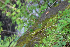 蓮ダムの山野草ー1