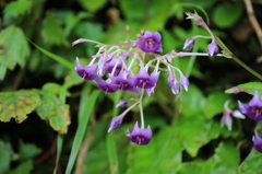 蓮ダムの山野草ー2