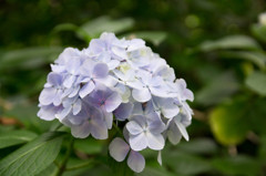 紫陽花