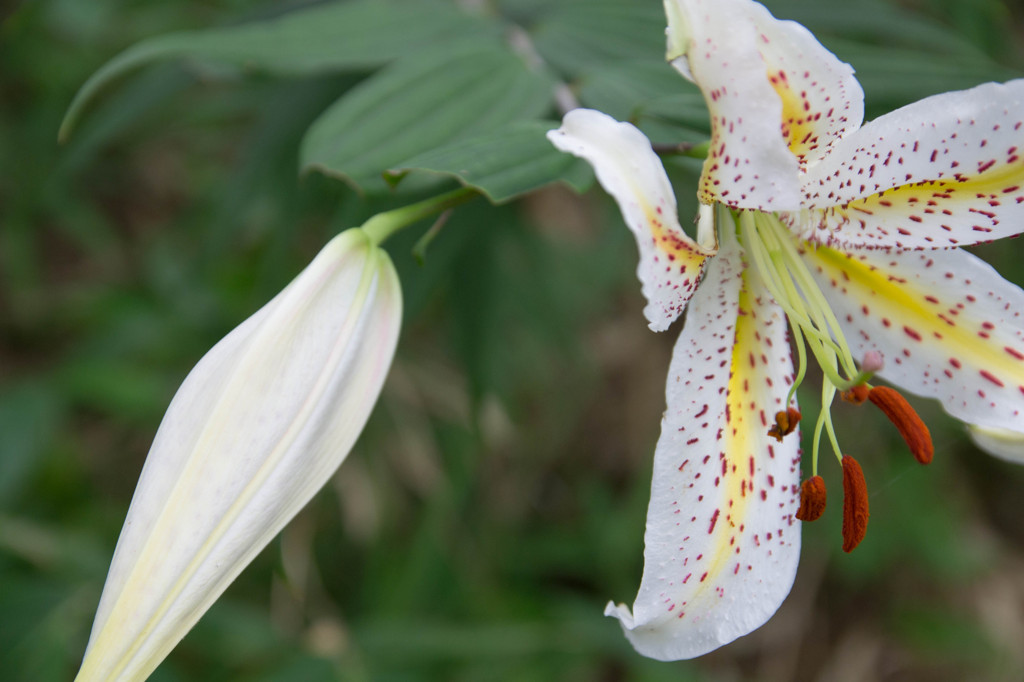 百合