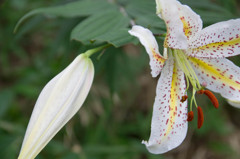百合