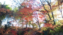 the　KOUYOU