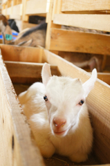 餌箱にすっぽり