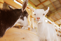 ｵﾔﾂ ｲｲﾅｰ