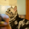 ねこ