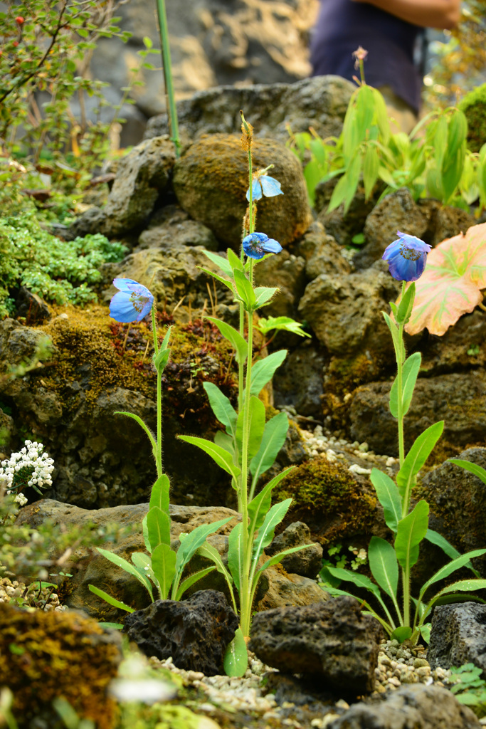 崖に咲く草