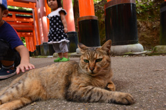 伏見稲荷神社のノラさん