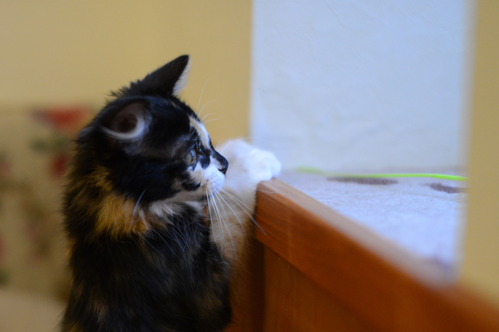 こねこ