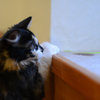 こねこ