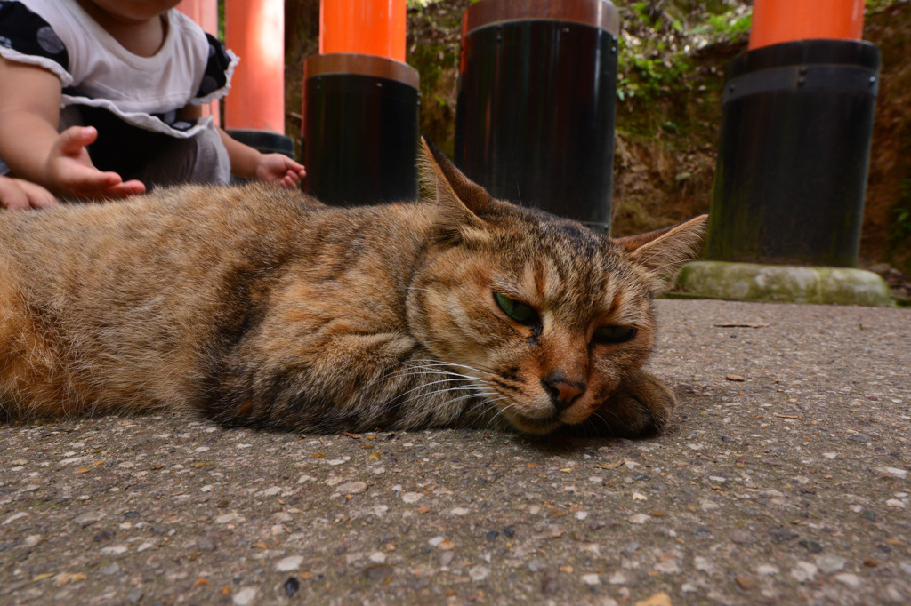 伏見稲荷神社のノラさん