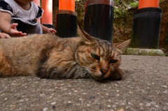 伏見稲荷神社のノラさん
