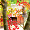 服部緑地の紅葉