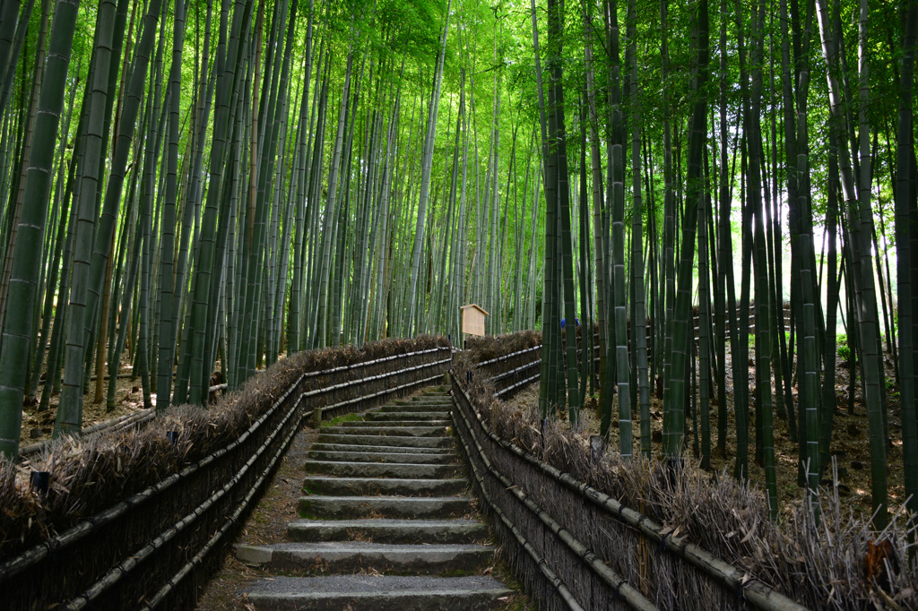竹林