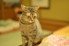 ねこ