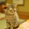 ねこ