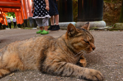 伏見稲荷神社のノラさん