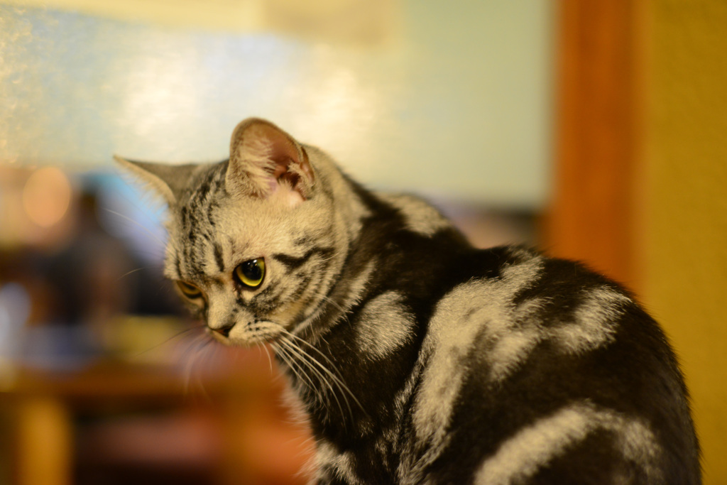 ねこ